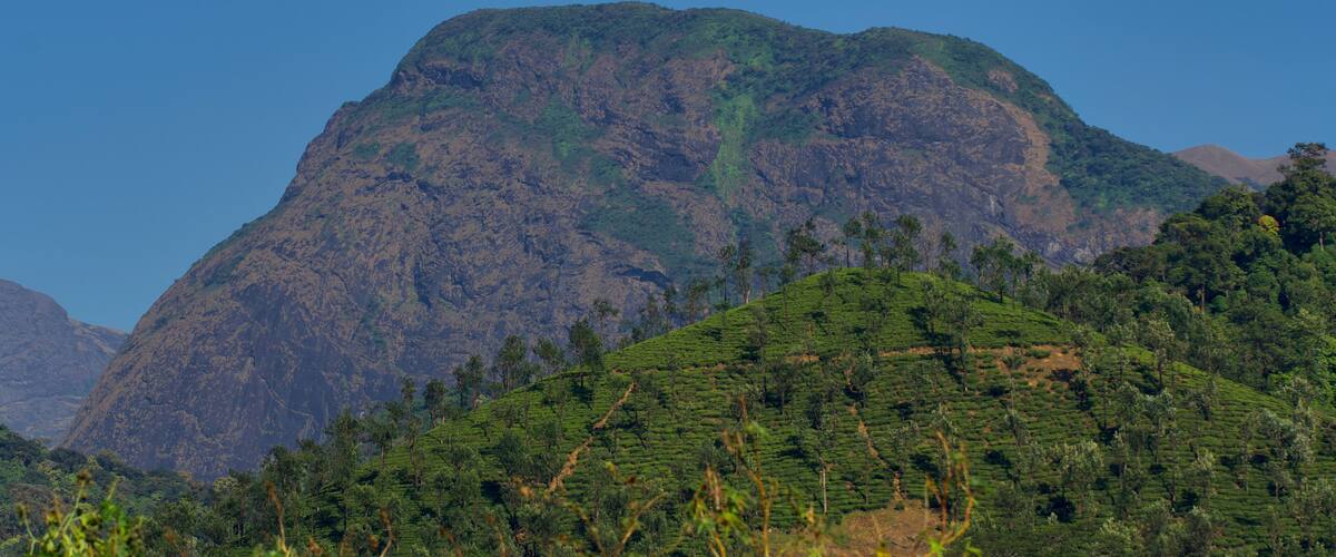 A mountainous landscape with terraced tea plantations.
