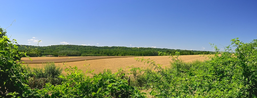A rural landscape with rolling hills, a clear blue sky, and a mix of cultivated fields and dense greenery.