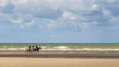 No dogs prohibitory restrictive sign on the beach