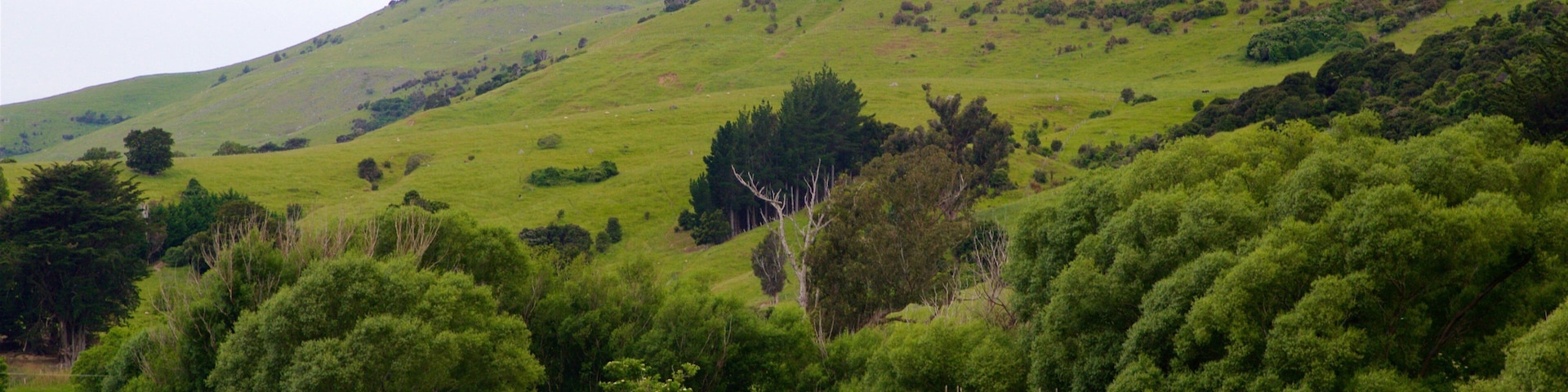 Little River showing landscape views and tranquil scenes