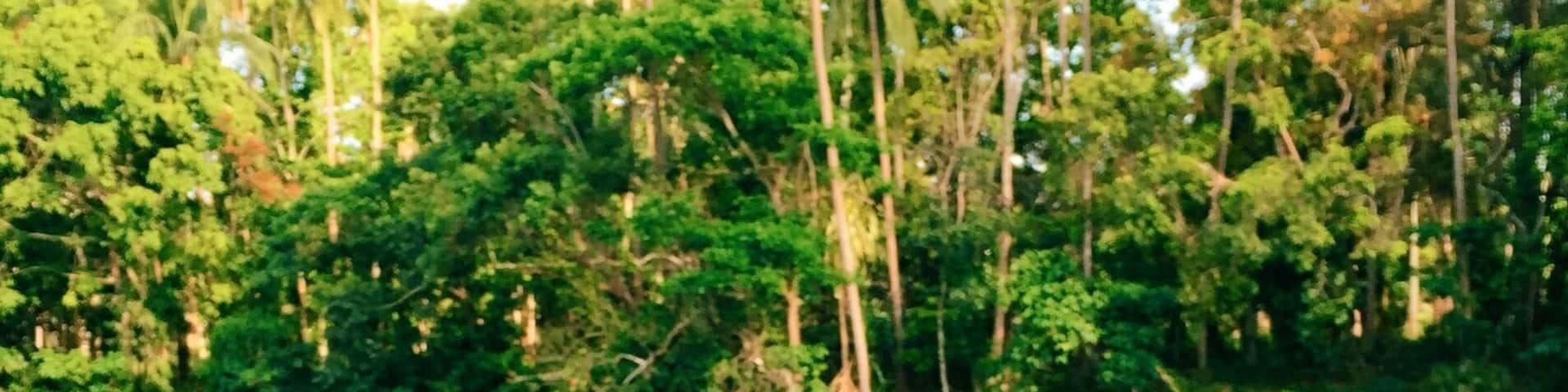 I like this cafe purely for its tranquility. Don't expect much of the coffee but the serenity and high chill factor sort of covers the not so great coffee.