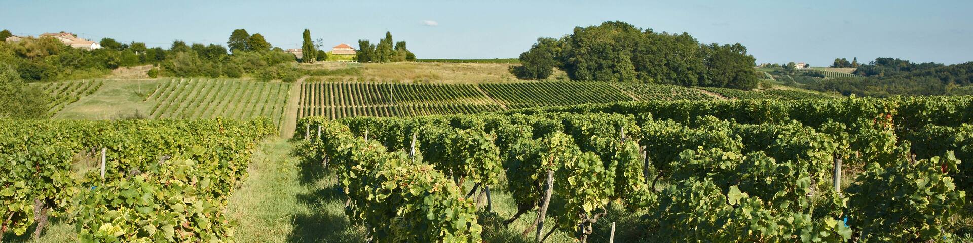 A vineyard with rows of grapevines under a clear sky.