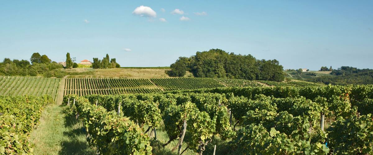 A vineyard with rows of grapevines under a clear sky.
