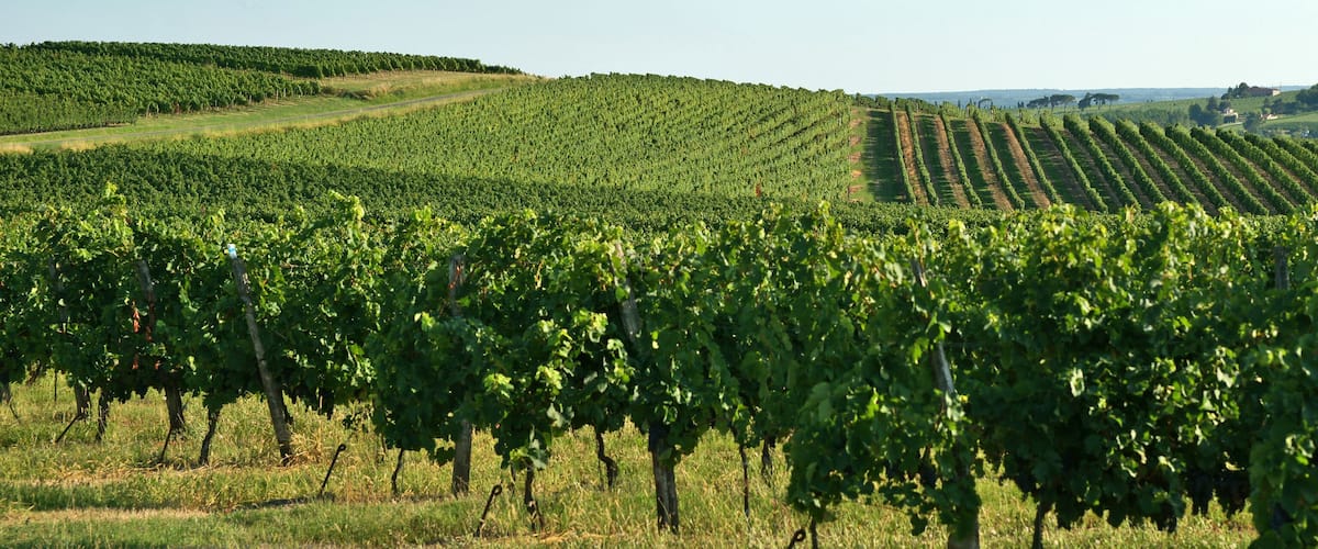 Coteaux et vignes
