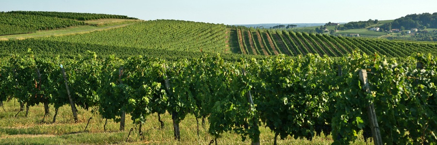 Coteaux et vignes