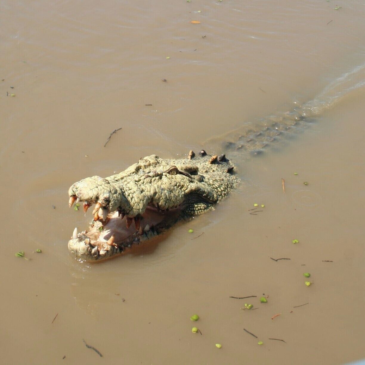 A saltie in murky water on a cruise over the Adelaide river. #BestOf5 