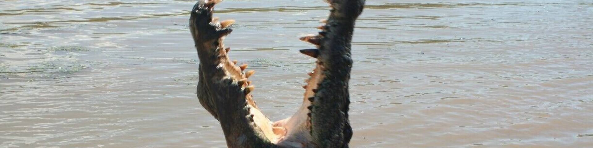 Get up close and personal with the salties on a jumping croc cruise.