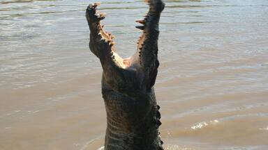Get up close and personal with the salties on a jumping croc cruise.