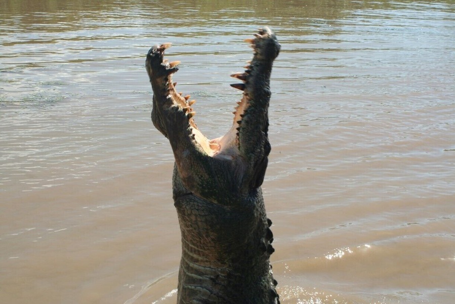 Get up close and personal with the salties on a jumping croc cruise.