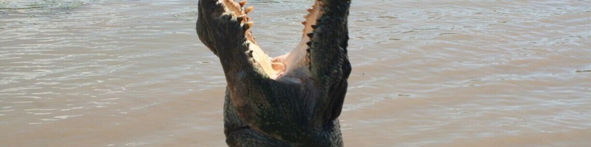 Get up close and personal with the salties on a jumping croc cruise.