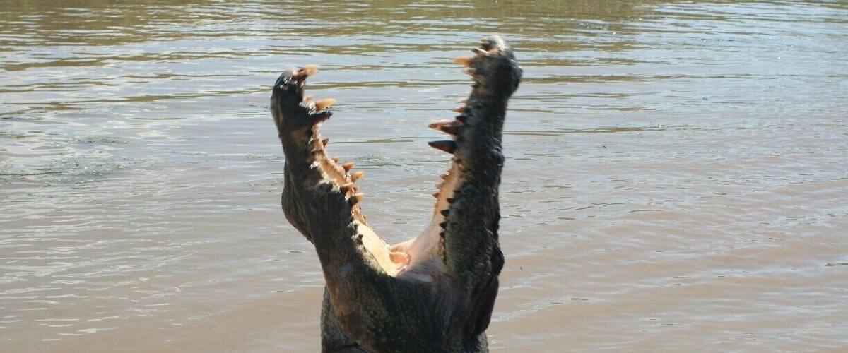 A crocodile with its mouth wide open in water.