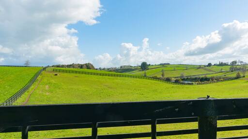 Waikato farmland expansive green fields marked out by dark wooden fences