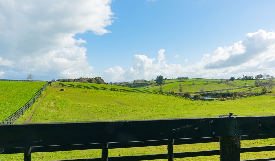 Waikato farmland expansive green fields marked out by dark wooden fences