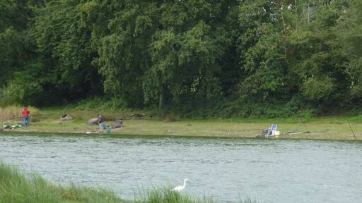 Etang de Châtillon en Vendelais (35) : pêche, ornithologie (Espace naturel sensible)