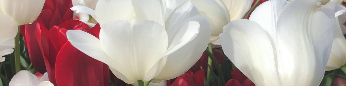 Worth a visit, Nannup is a small town with a lot of local character. Open gardens and tulip planters throughout town along with a street fair and plenty of food vendors make for a great day out. Nannup Bridge Cafe does a good coffee too.