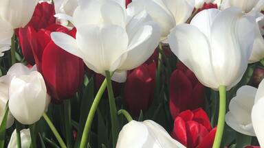 Un campo de tulipanes con flores blancas y rojas frente a un edificio que dice "Nannup Bridge Cafe".
