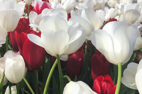 Worth a visit, Nannup is a small town with a lot of local character. Open gardens and tulip planters throughout town along with a street fair and plenty of food vendors make for a great day out. Nannup Bridge Cafe does a good coffee too.