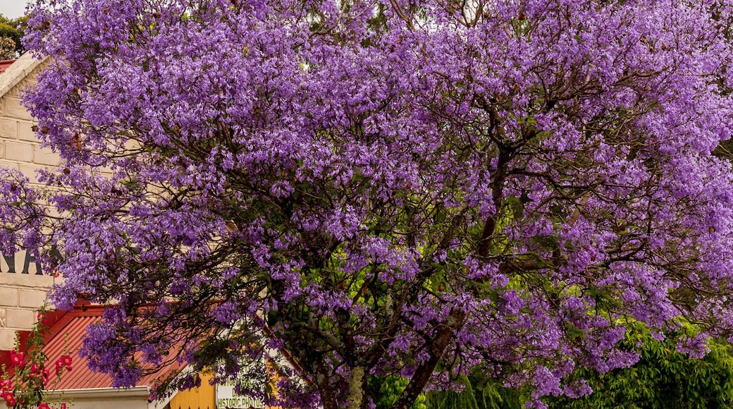 Nannup
