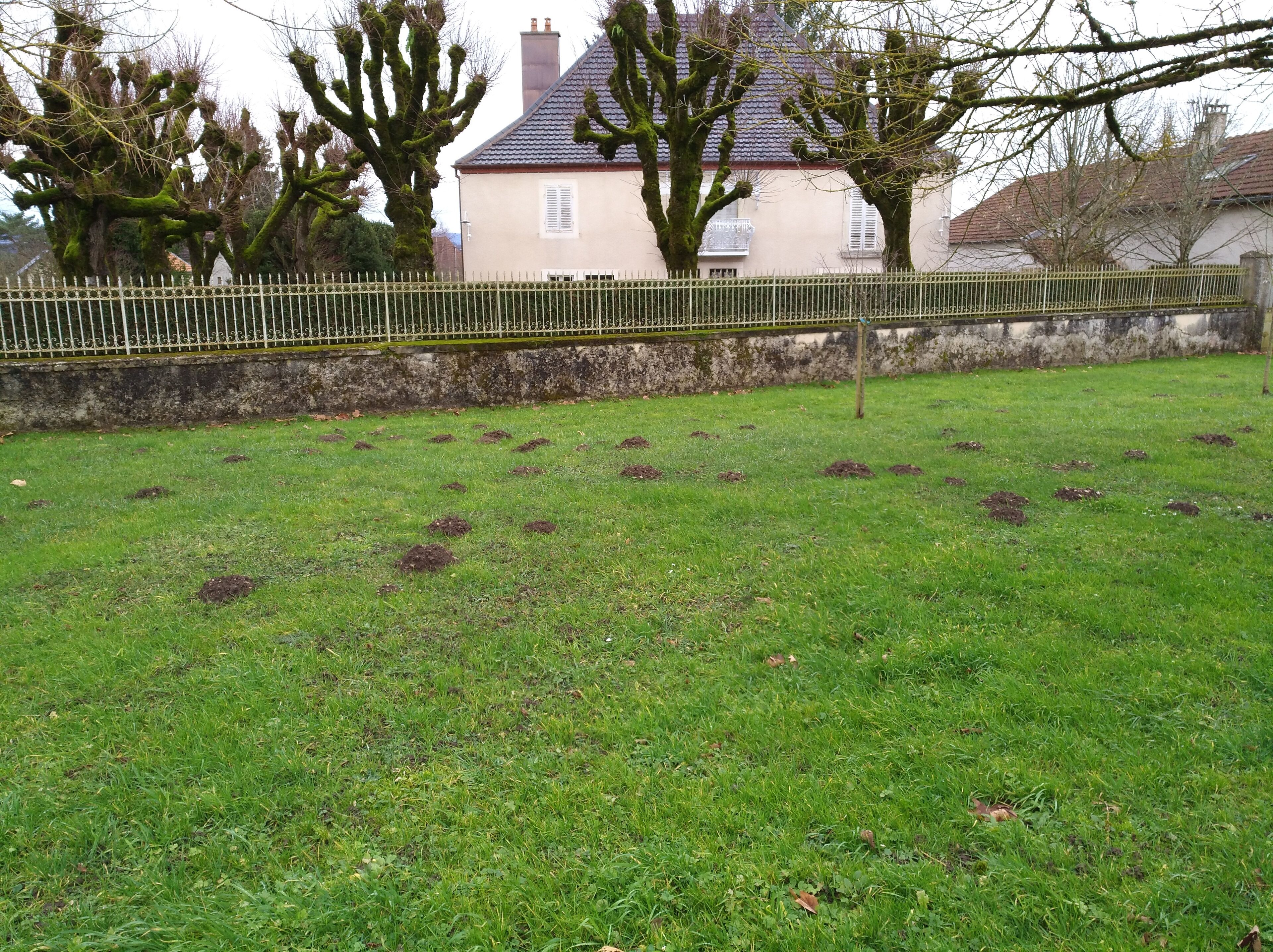 A grassy field with several mounds, a stone wall, and a yellow fence.