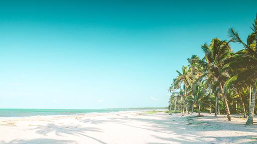 A beach with white sand and palm trees under a clear blue sky.