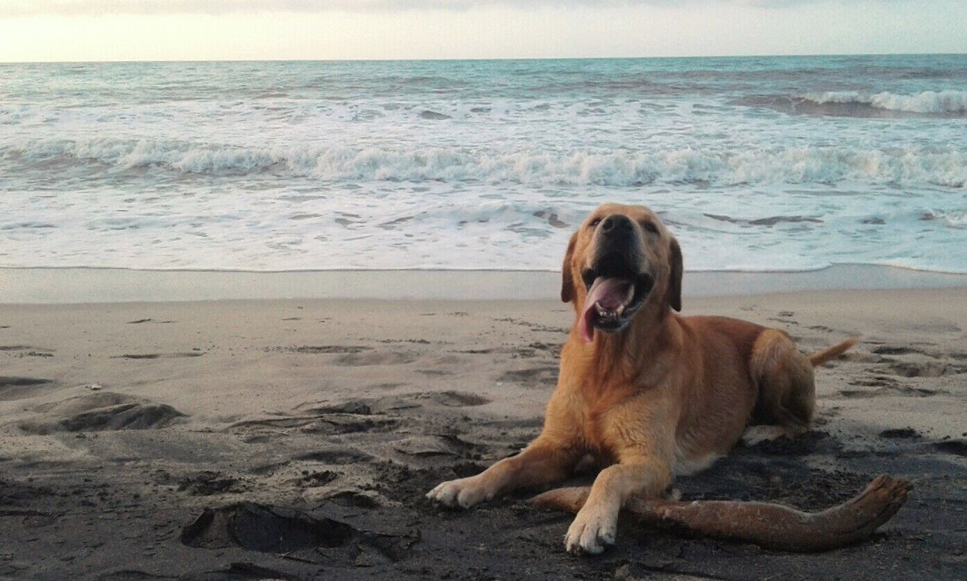 Palomino beaches are pet-friendly. What better way to enjoy the beach than with great companion? #AquaTrove