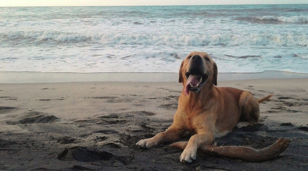 Palomino beaches are pet-friendly. What better way to enjoy the beach than with great companion? #AquaTrove
