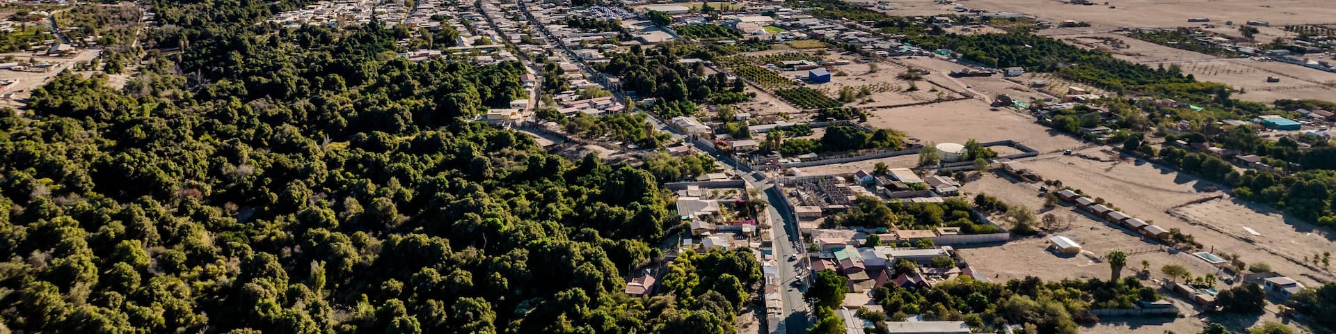 Pica, desierto, oasis, Tarapacá, Chile