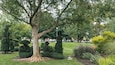 A large tree with a wide canopy, surrounded by manicured shrubs and a well-maintained lawn.