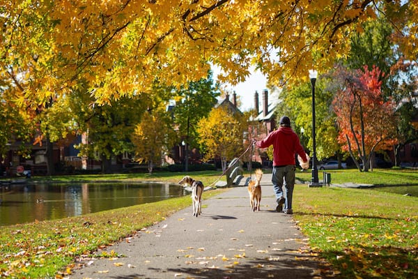 Schiller Park showing autumn leaves, cuddly or friendly animals and a park