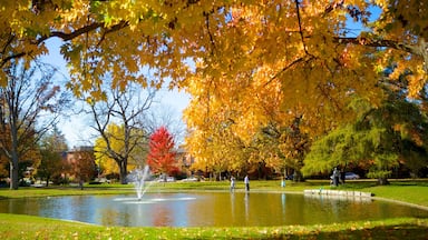 Schiller Park showing a pond, autumn leaves and a park