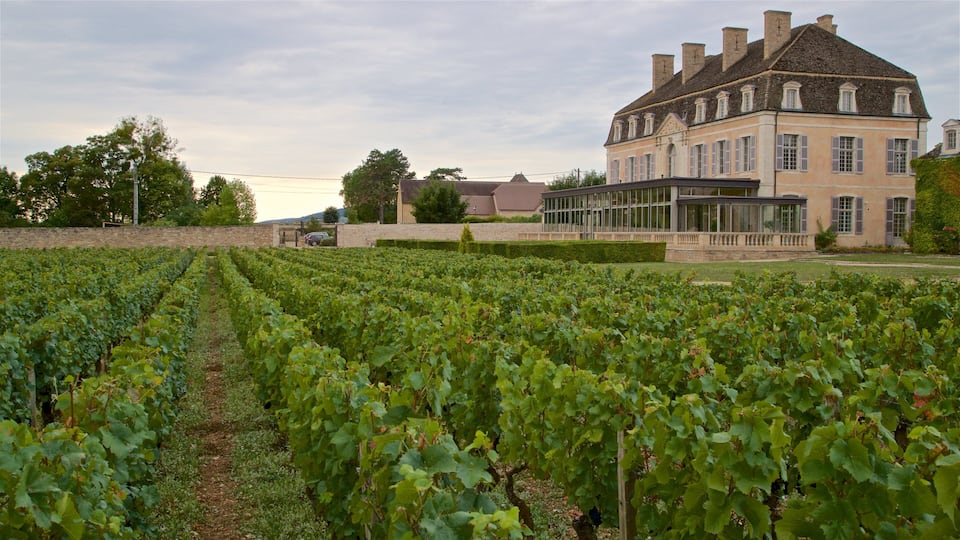 A vineyard with rows of grapevines in front of a large, historic building with multiple chimneys and windows.