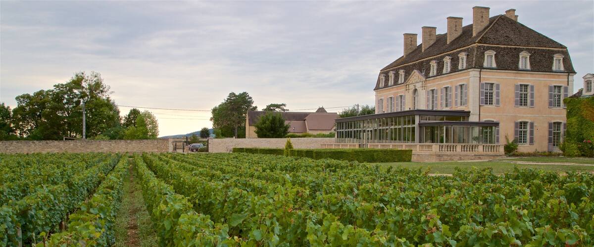 A vineyard with rows of grapevines in front of a large, historic building with multiple chimneys and windows.