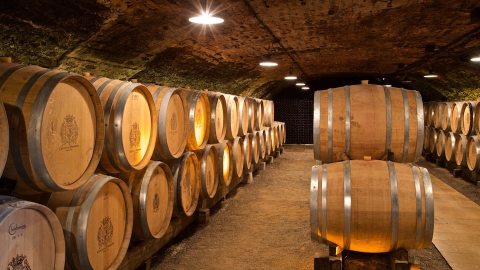 A cellar with rows of wooden wine barrels.