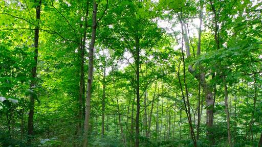 Woodland Trail, Blacklick Metro Park, Reynoldsburg, Ohio