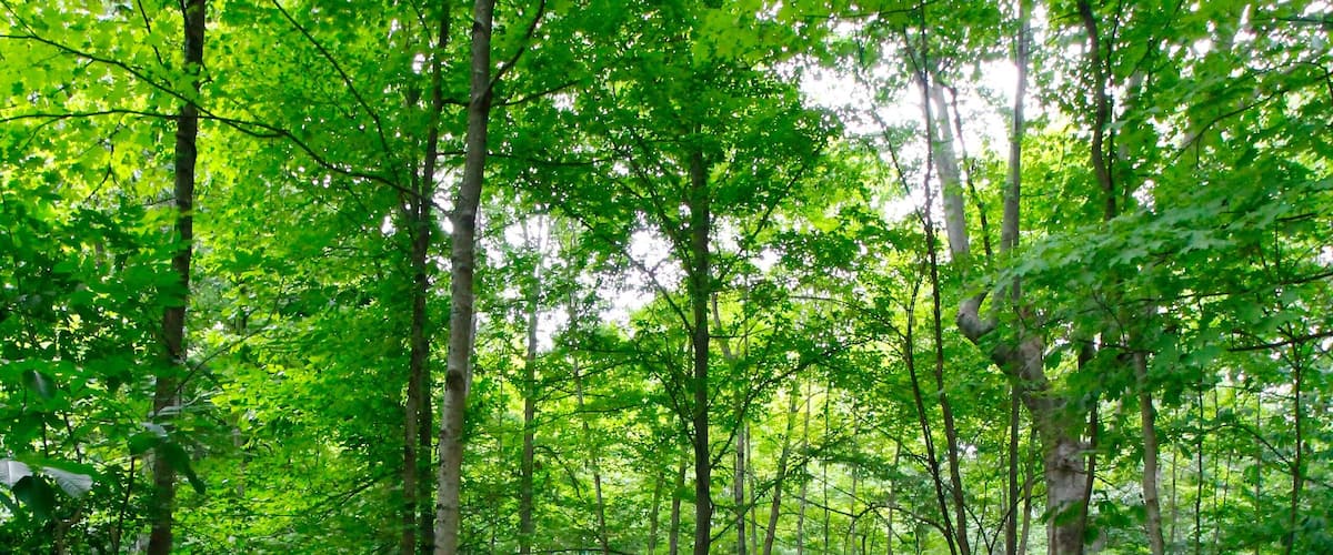A forested path surrounded by dense green foliage.