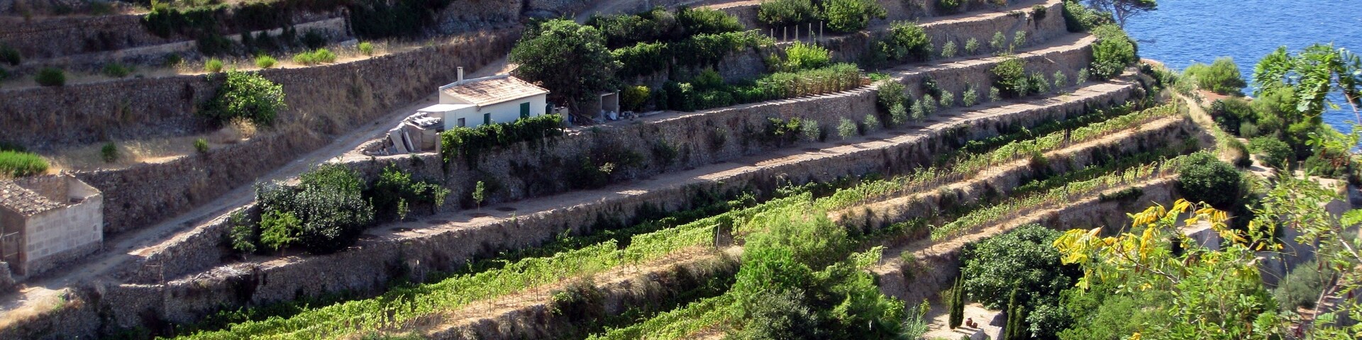 Viñedos en terrazas, un muro de piedra y una masa de agua.