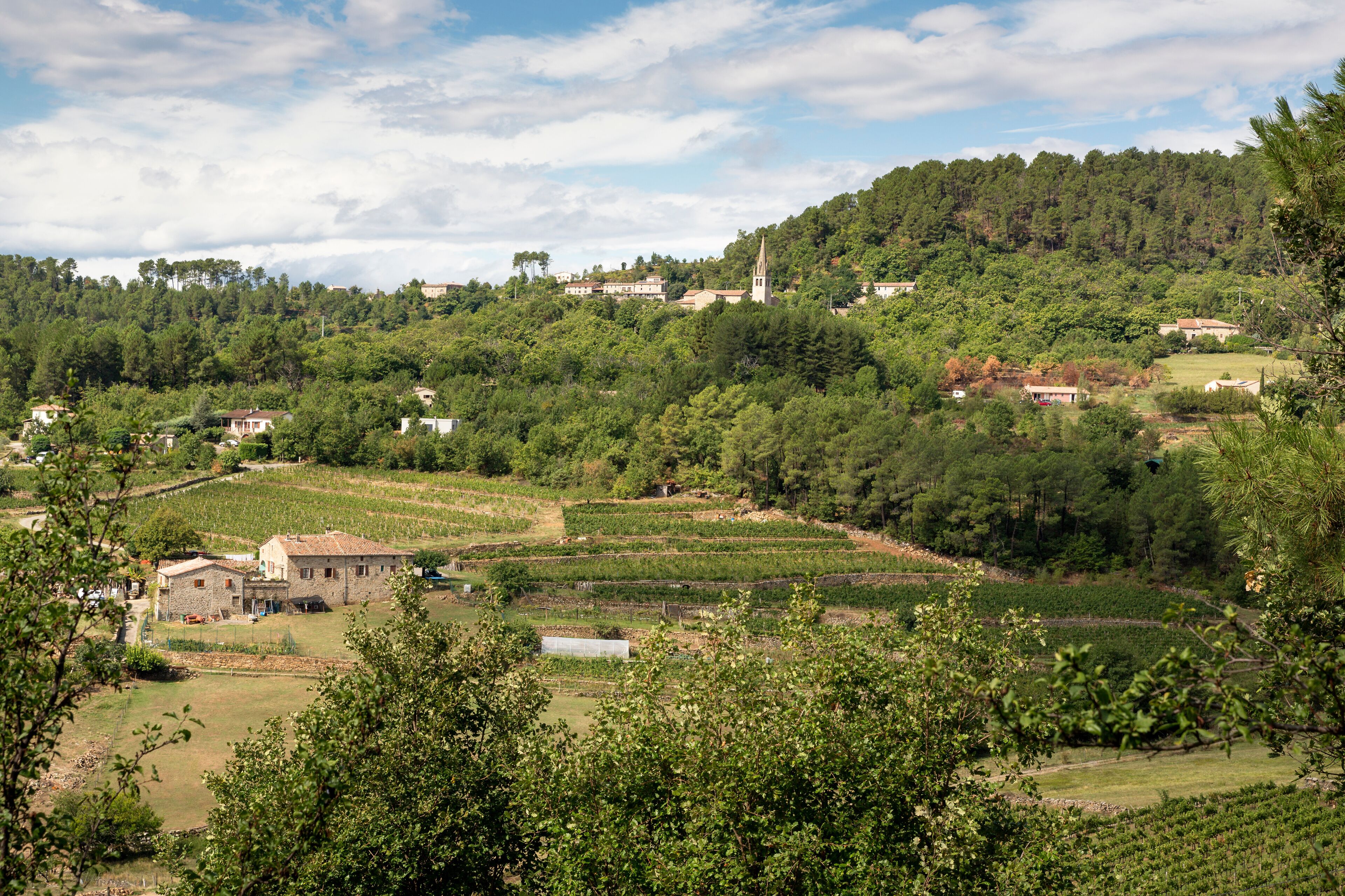 A rural landscape with terraced vineyards, a church, and scattered houses on a hillside.