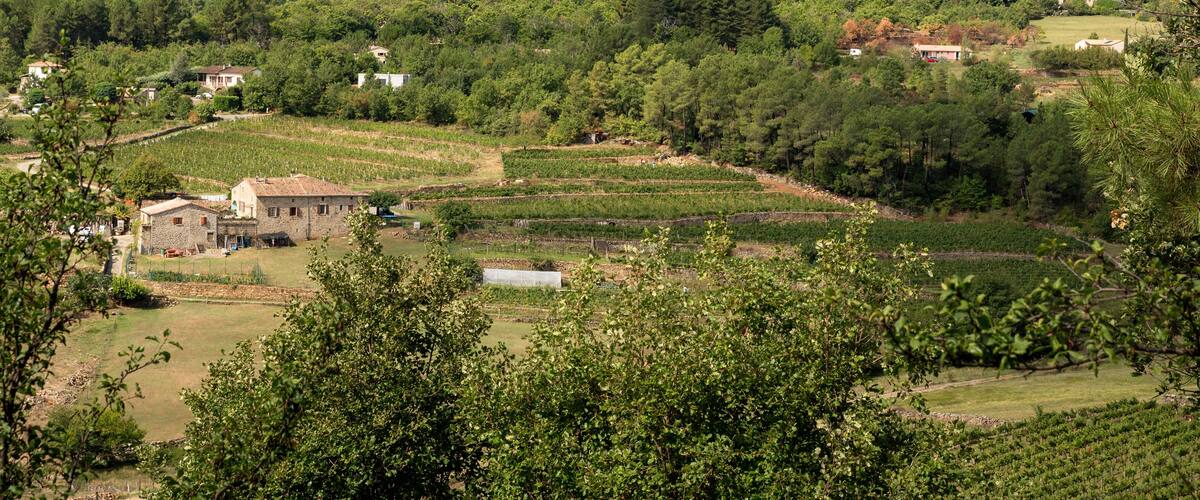 A rural landscape with terraced vineyards, a church, and scattered houses on a hillside.