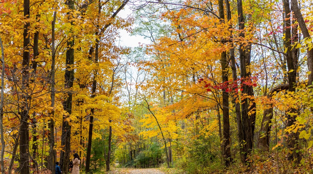 Trail near Mill Creek Falls in northeast Ohio during Fall