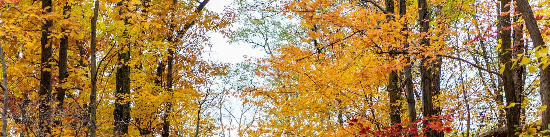 Trail near Mill Creek Falls in northeast Ohio during Fall