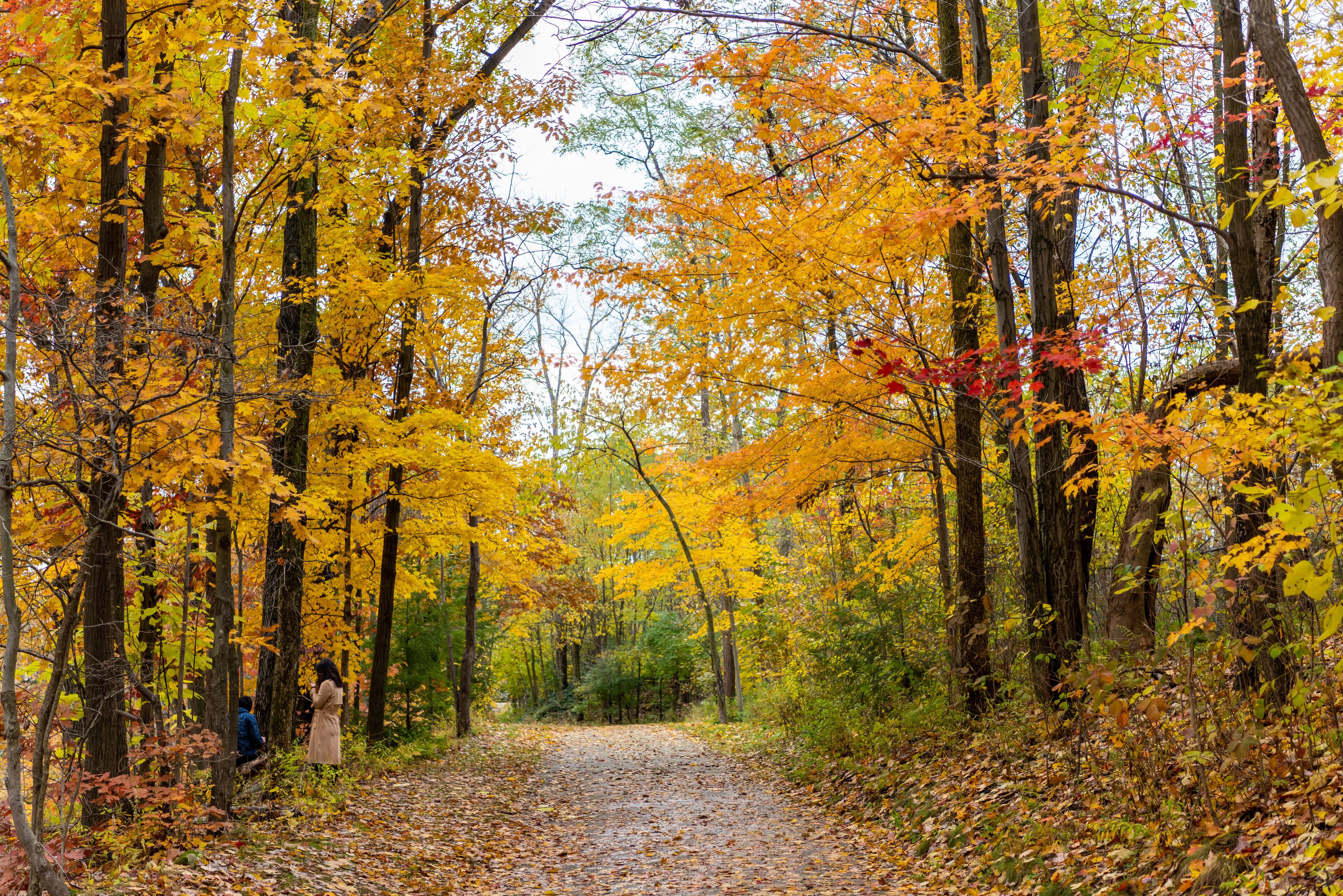 A forest path with yellow and orange autumn leaves.