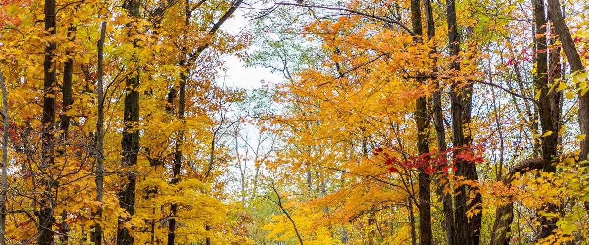 A forest path with yellow and orange autumn leaves.