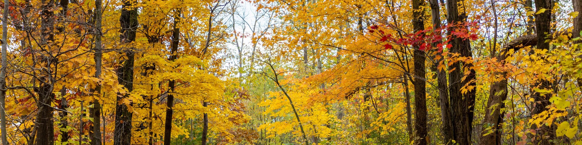 A forest path with yellow and orange autumn leaves.