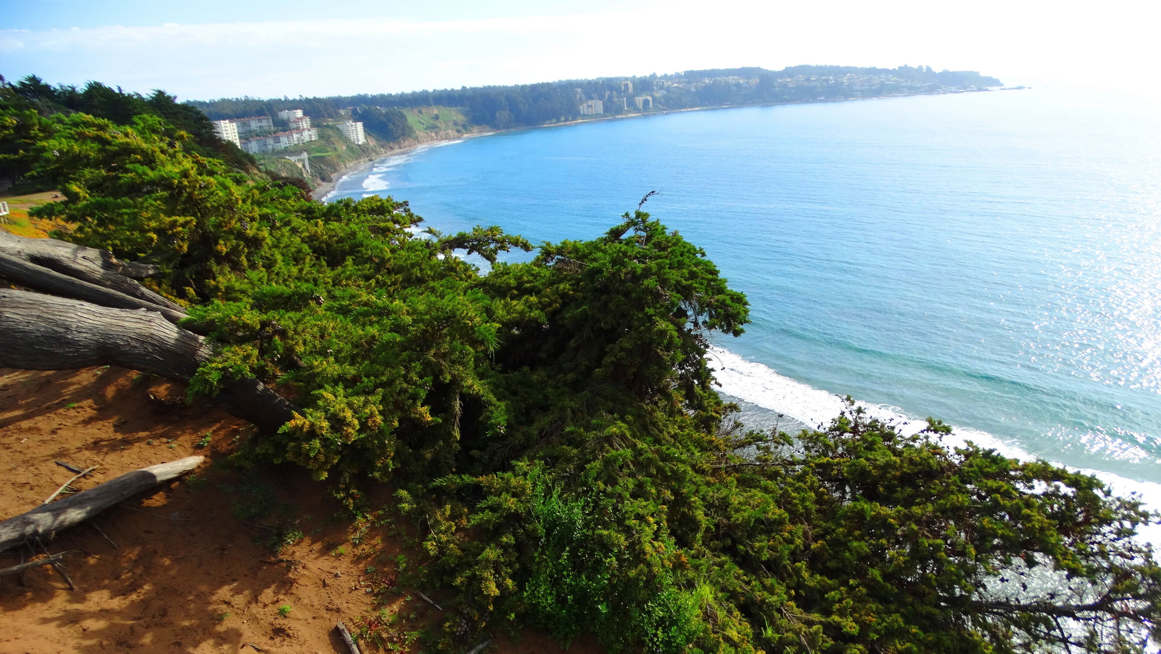 A coastal landscape with dense green foliage, a sandy beach, and a clear blue sea.