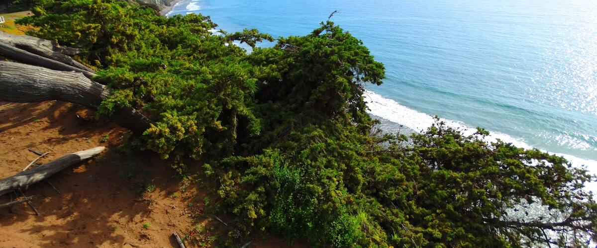 A coastal landscape with dense green foliage, a sandy beach, and a clear blue sea.
