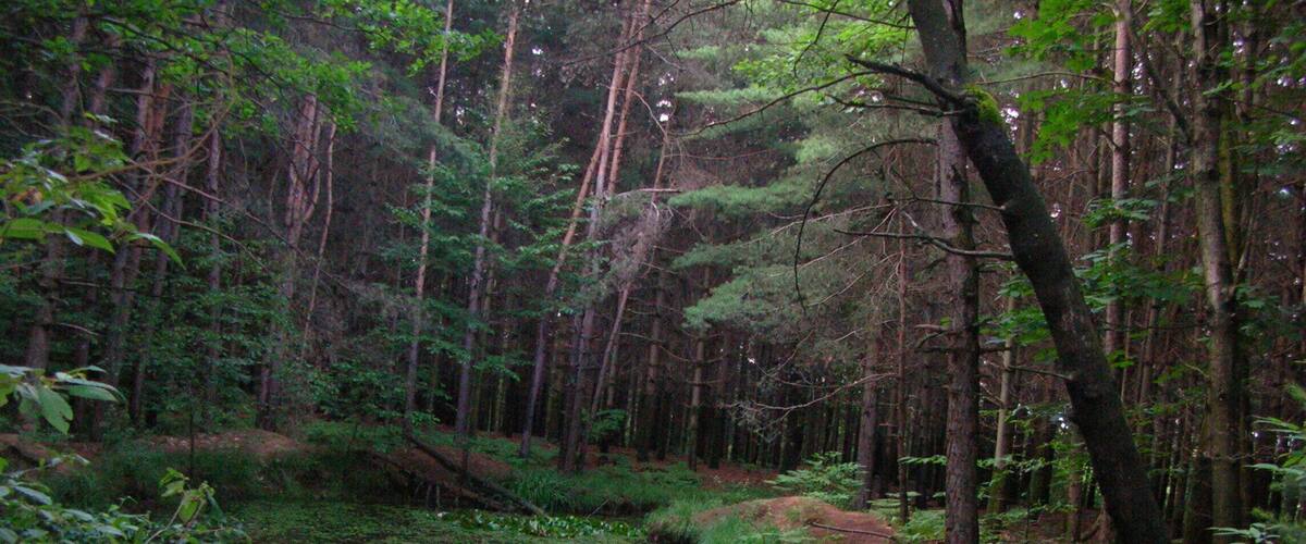 A forest with a pond surrounded by tall trees and dense underbrush.