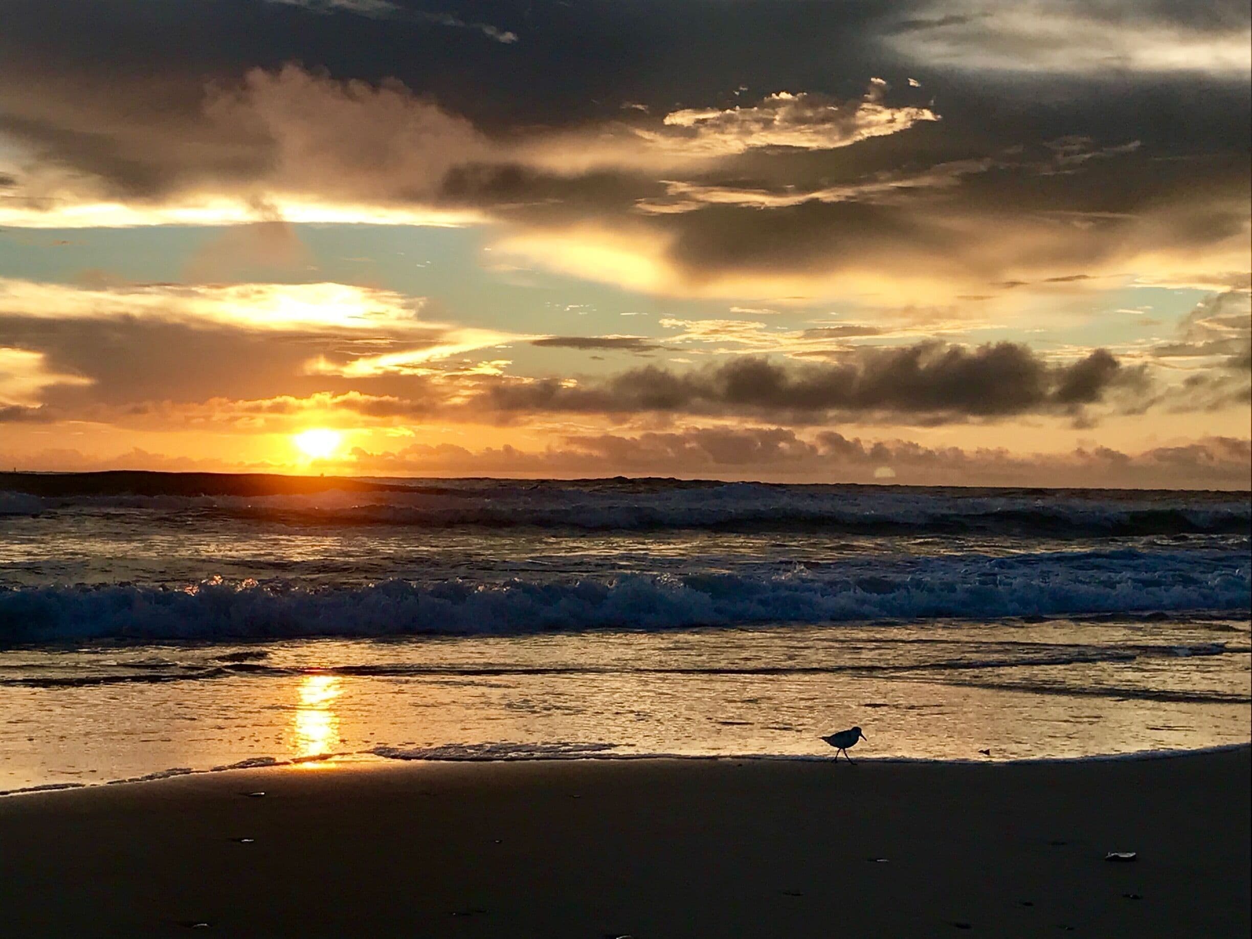 If you're looking for great camping on the beach, wildlife, fishing, lighthouse tours, nature preserve hikes and a interesting mix of ocean and marsh environments Hatteras Island is the place for you!!! 