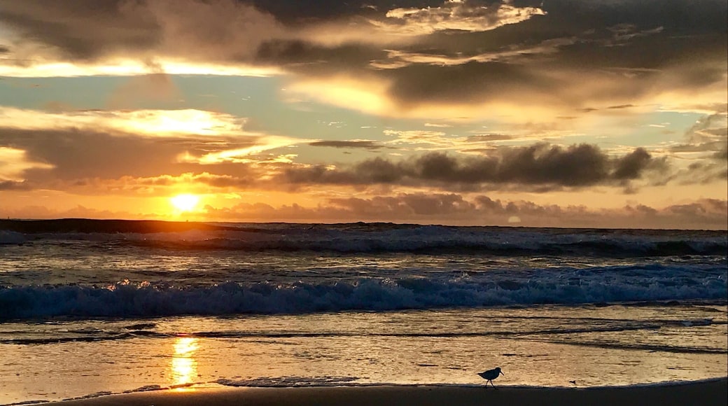 If you're looking for great camping on the beach, wildlife, fishing, lighthouse tours, nature preserve hikes and a interesting mix of ocean and marsh environments Hatteras Island is the place for you!!!