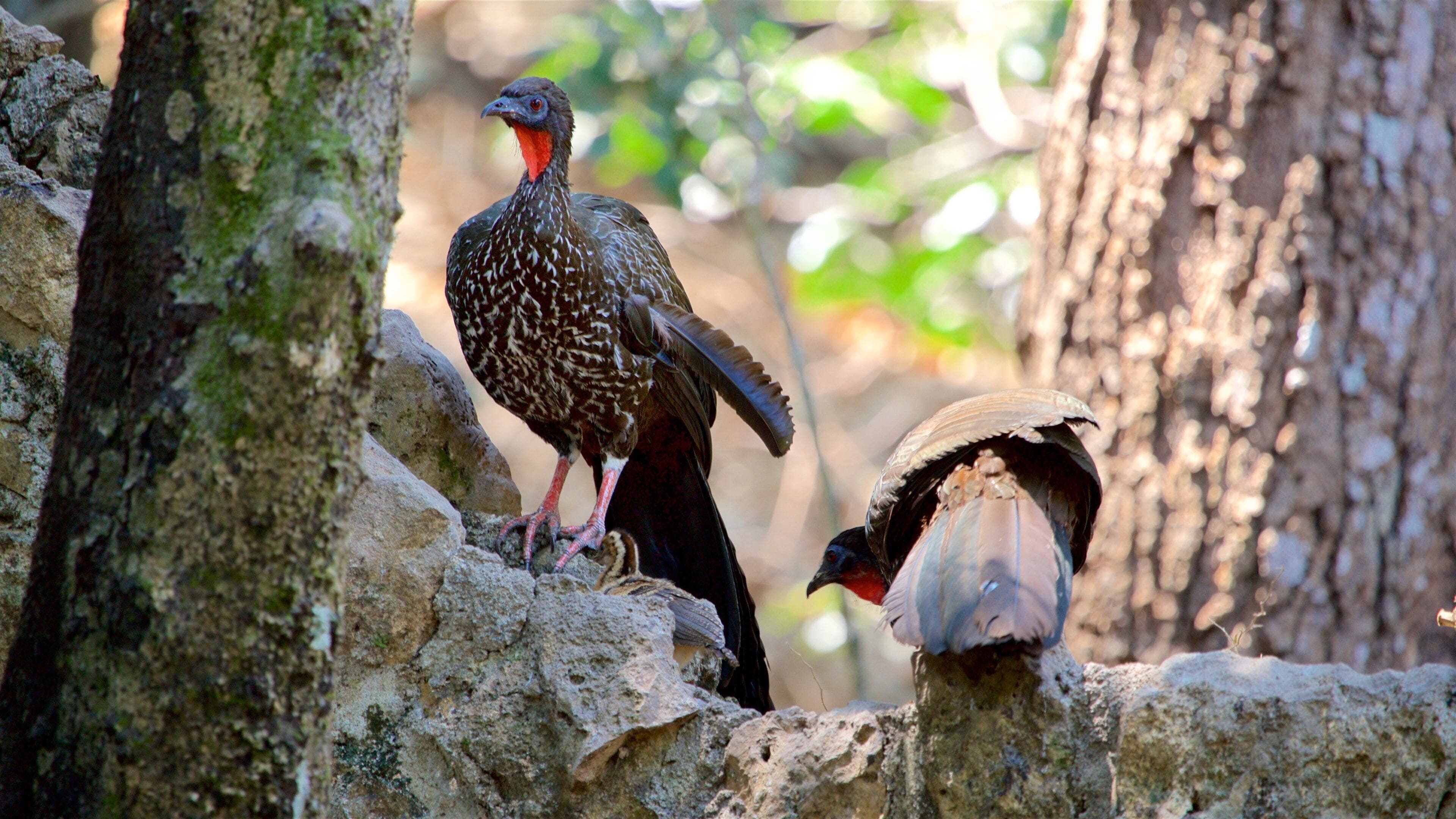 Miguel Alvarez del Toro Zoo fasiliteter samt dyrehagedyr og fugleliv