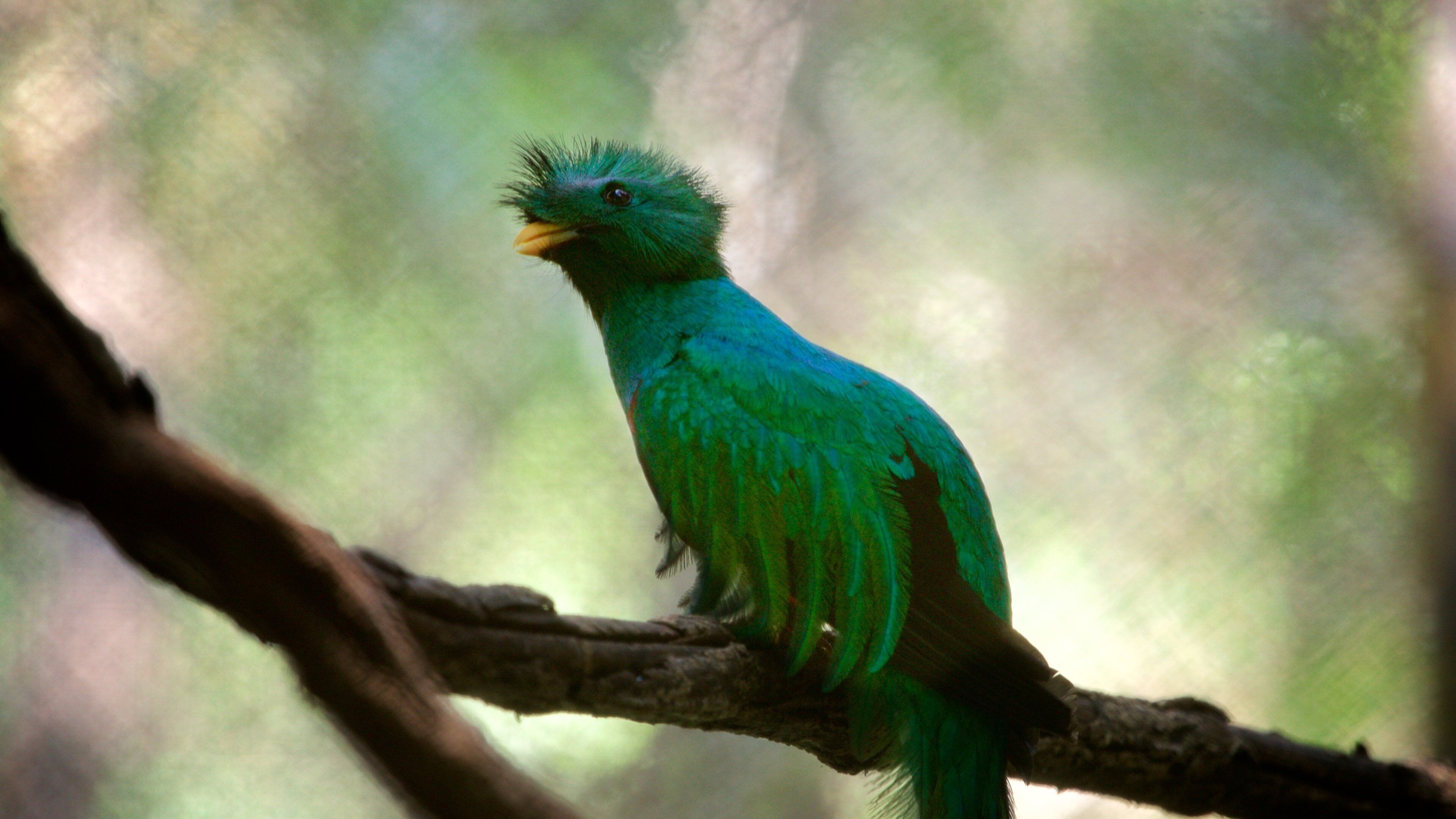Miguel Alvarez del Toro Zoo featuring bird life